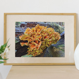 Orange Chicken of the Woods Mushroom Poster