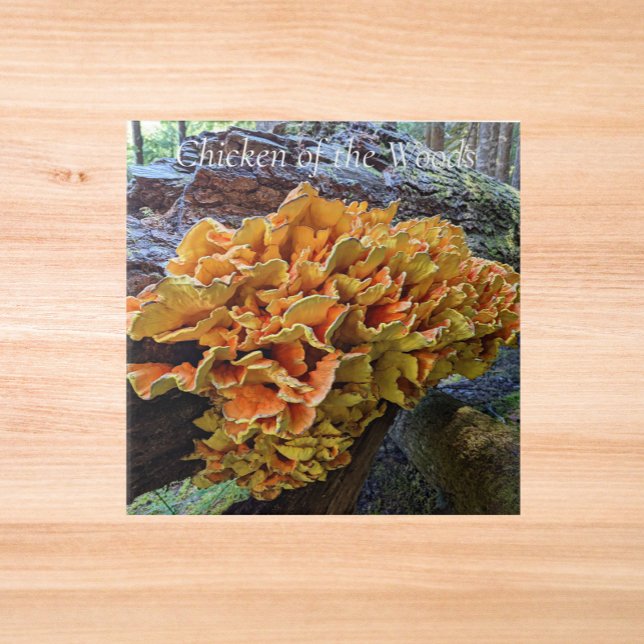 Orange Chicken of the Woods Mushroom Tile (In Situ)