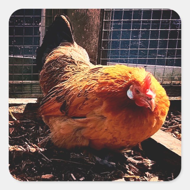 Orange chicken  square sticker (Front)