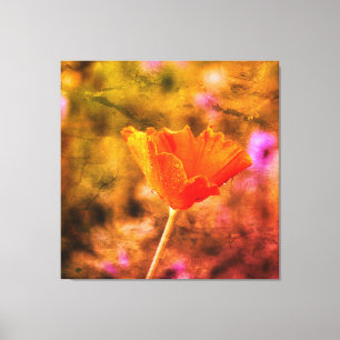 Orange chiffon poppy and wall canvas print