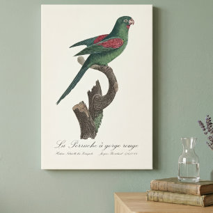 Orange-Chinned Parakeet, Brotogeris jugularis Canvas Print