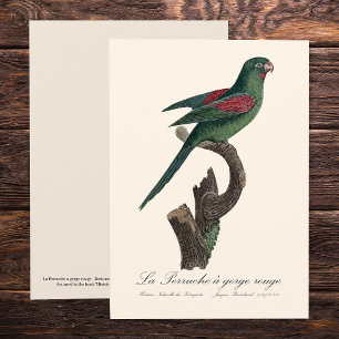 Orange-Chinned Parakeet, Brotogeris jugularis Thank You Card