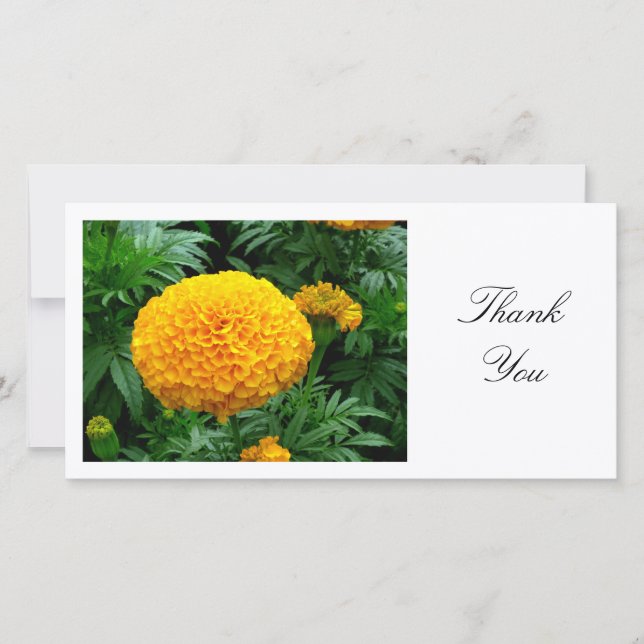 Orange Chrysanthemum - Thank You Card (Front)