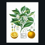 Orange Citrus Fruit Botanical Print no.1 Wall Art.<br><div class="desc">Orange Citrus Fruit Botanical Print no.1 Wall Art.</div>