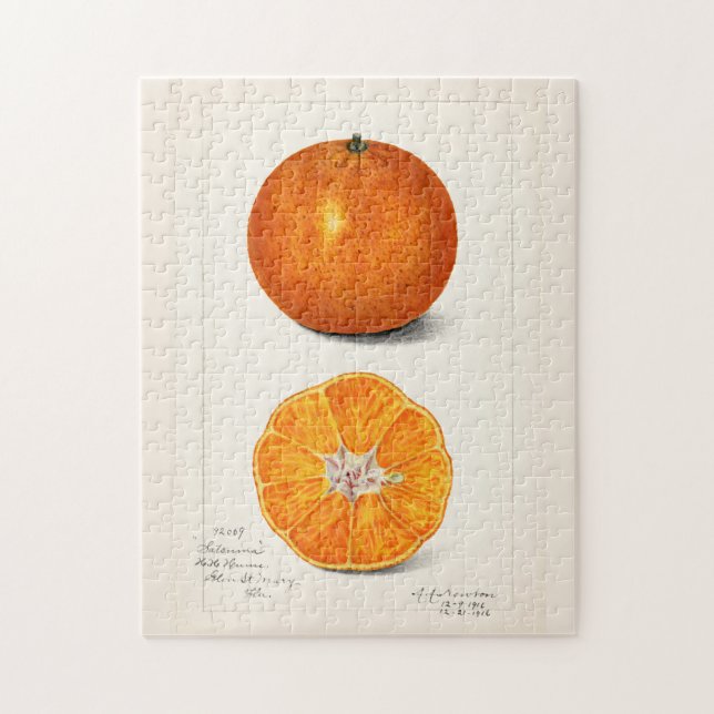 Orange (Citrus Sinensis) Fruit Watercolor Painting Jigsaw Puzzle (Vertical)