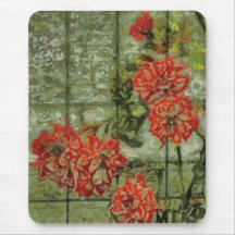 Orange Climbing Roses