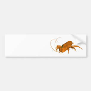Orange Cockroach Bumper Sticker