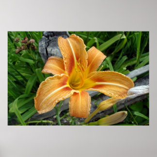 Orange color daylily -tiger lily- flower. poster