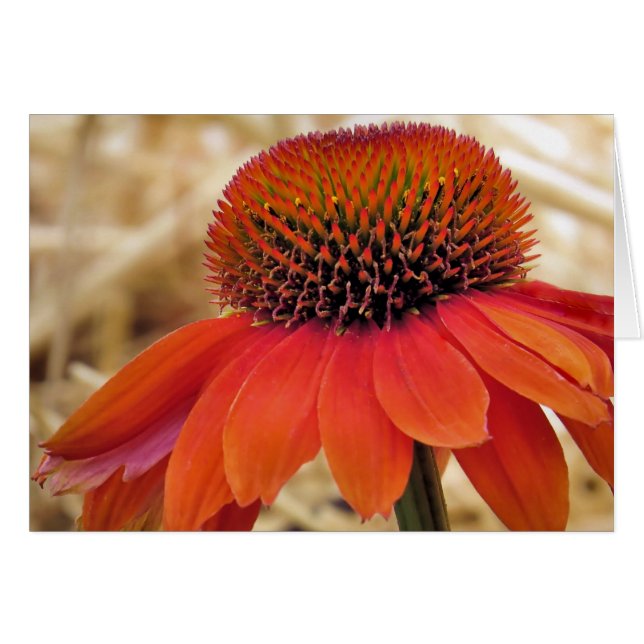 Orange Coneflower (Front Horizontal)