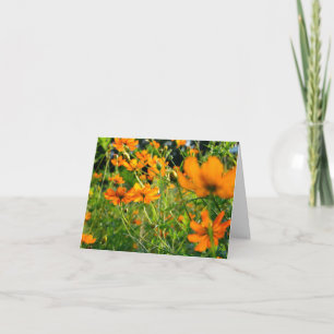 Orange Cosmos Flowers Card