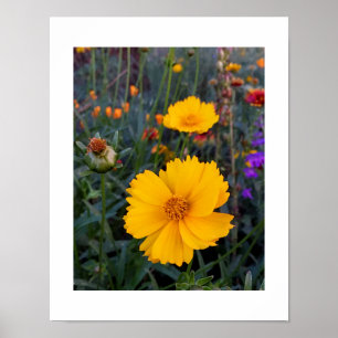 Orange Cosmos In The Foreground Photograph Poster
