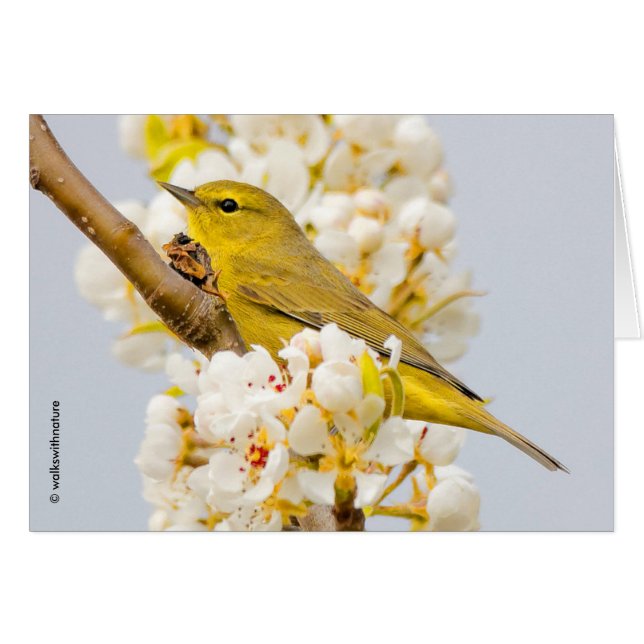 Orange-Crowned Warbler Amid the Cherry Blossoms (Front Horizontal)