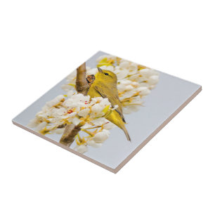 Orange-Crowned Warbler Amid the Cherry Blossoms Tile