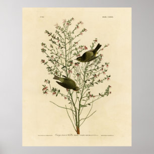 Orange-crowned Warbler, Audubon's Birds of America Poster