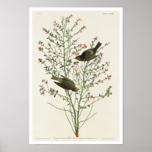 Orange-crowned Warbler by Audubon Poster