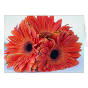 Orange Crush Trio Card
