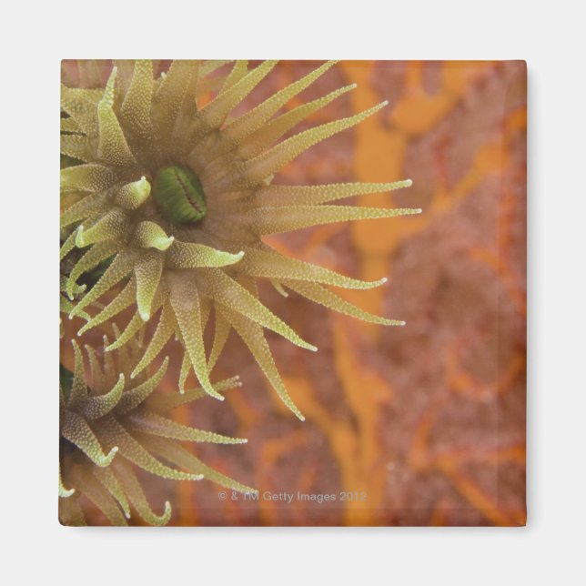 Orange cup coral magnet (Front)