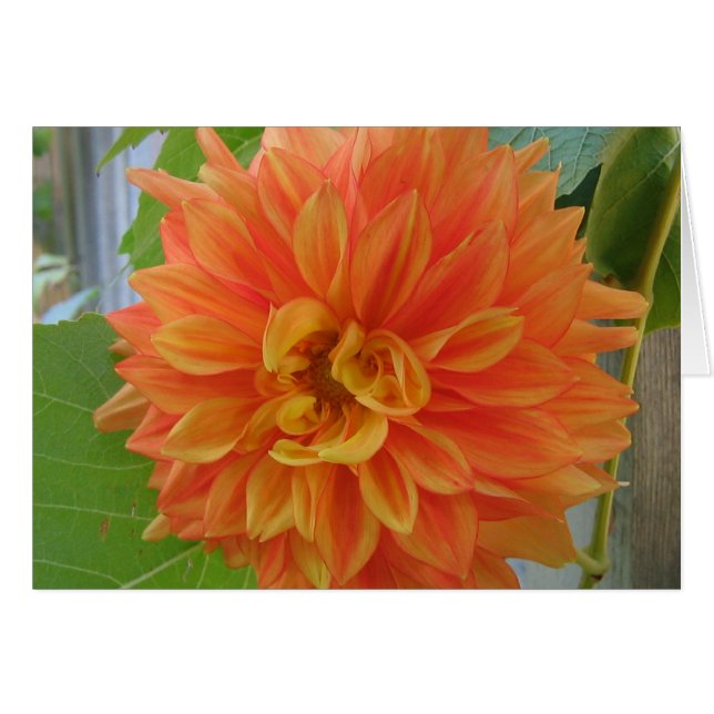 Orange Dahlia (Front Horizontal)