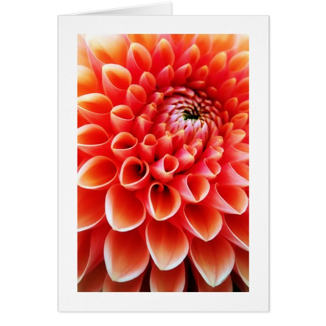 Orange Dahlia (Front)