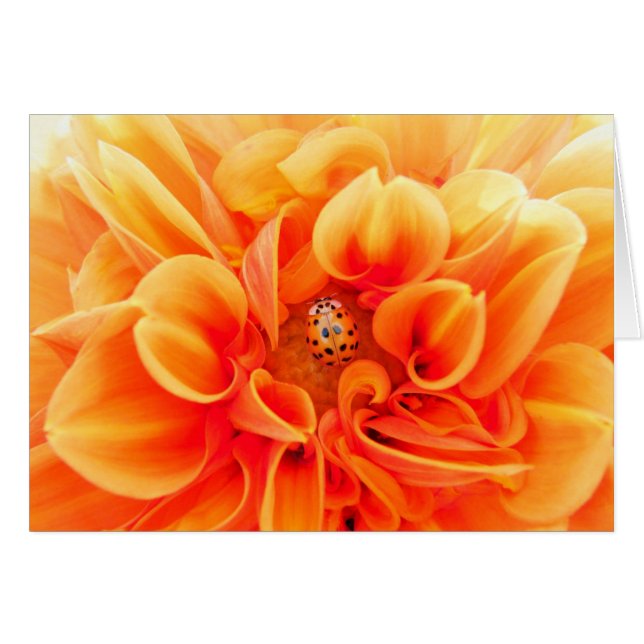 Orange Dahlia et Ladybug (Devant horizontal)