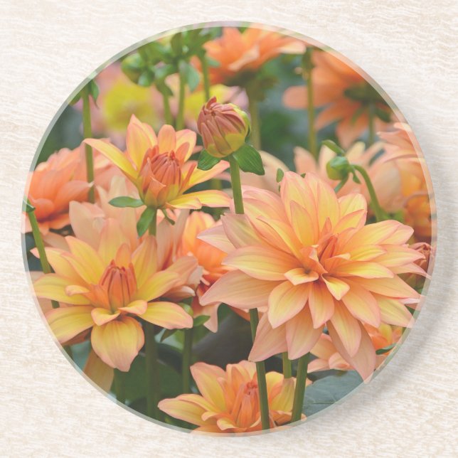 Orange dahlia flower garden coaster (Front)