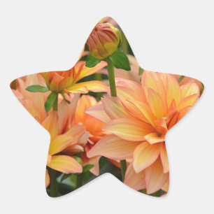 Orange dahlia flower garden star sticker