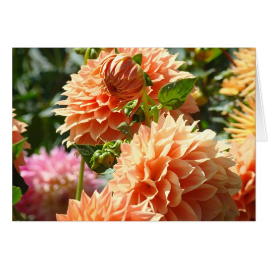 Orange Dahlia Flowers greeting cards Green Garden
