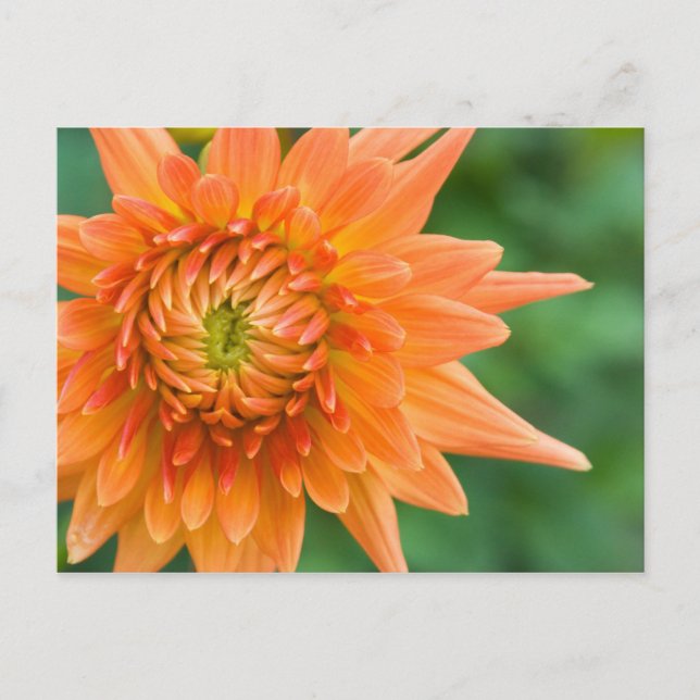 Orange Dahlia Postcard (Front)