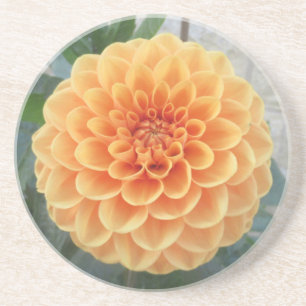 Orange Dahlia Sandstone Coaster