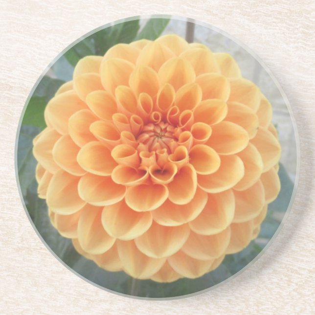 Orange Dahlia Sandstone Coaster (Front)