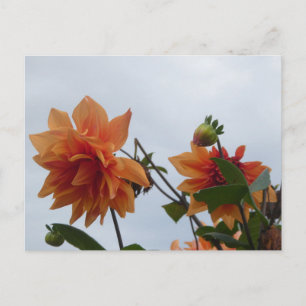 Orange Dahlia's in Blue Autumn Sky DIY Postcard