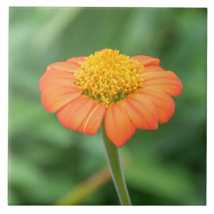 Orange daisy ceramic tile