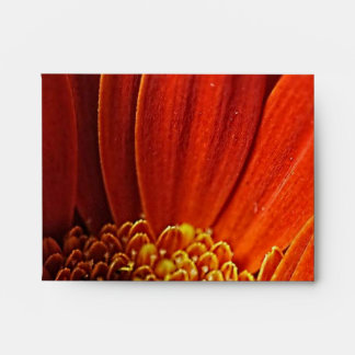Orange Daisy Close Up Envelope