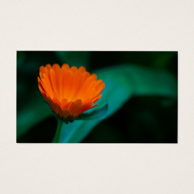 Orange daisy flower (Front)
