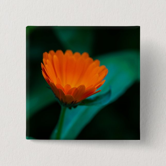 Orange daisy flower 2 inch square button (Front)