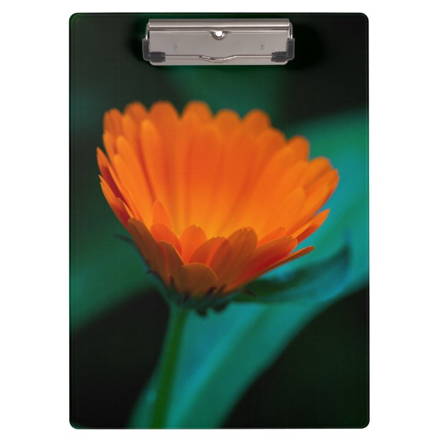 Orange daisy flower clipboard (Front)