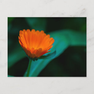 Orange daisy flower holiday postcard