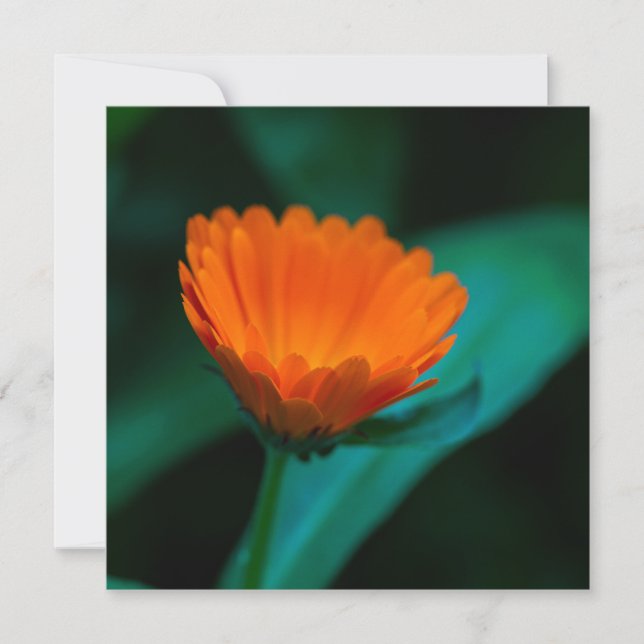 Orange daisy flower invitation (Front)