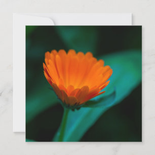 Orange daisy flower invitation