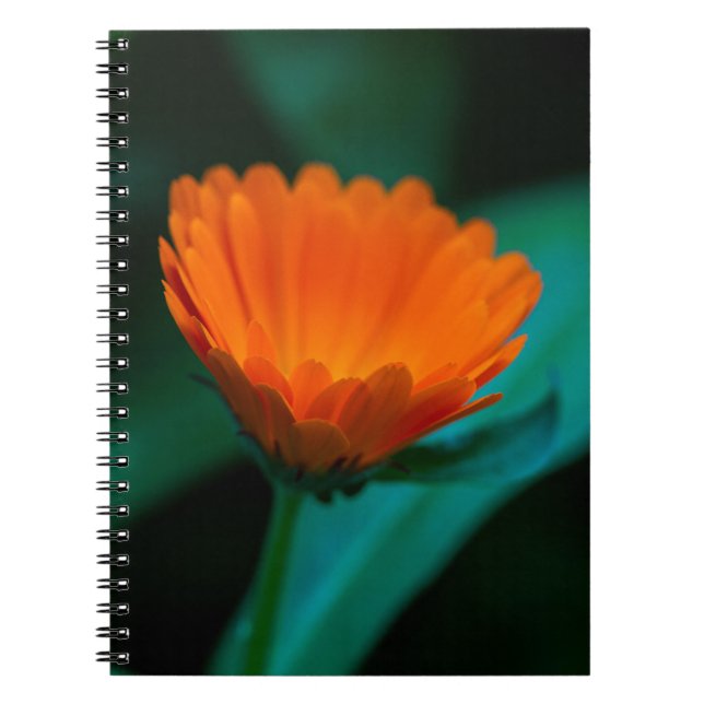 Orange daisy flower notebook (Front)