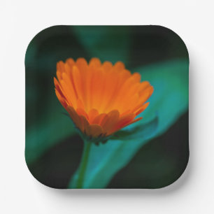 Orange daisy flower paper plate