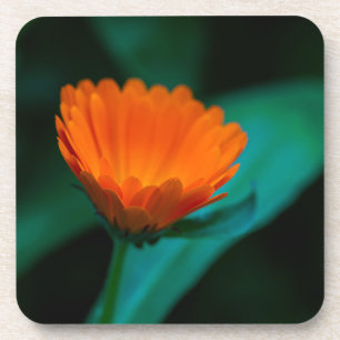 Orange Daisy Flower Photograph Coaster