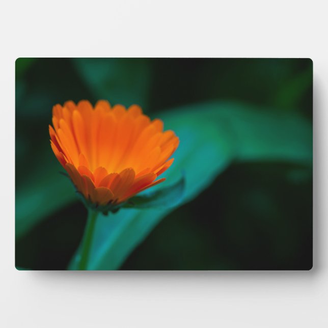 Orange Daisy Flower Photograph Plaque (Front)