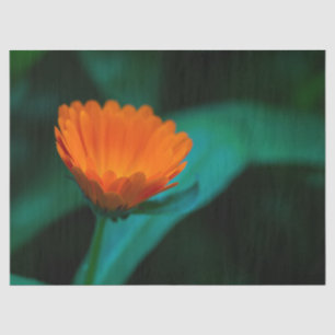 Orange daisy flower tissue paper