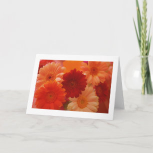 Orange Daisy Flowers Photo Note or Greeting Cards