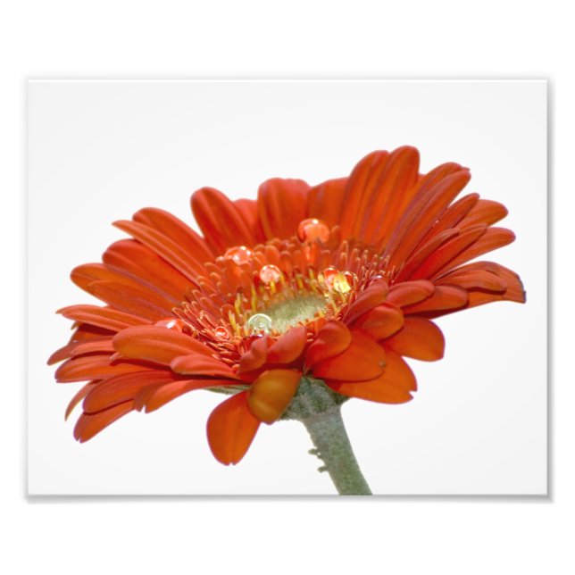 Orange Daisy Gerbera Flower Photo Print (Front)