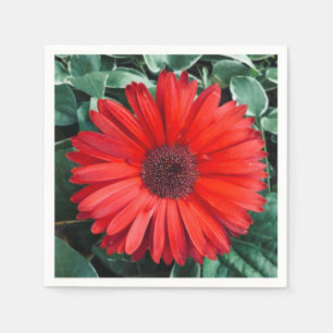Orange Daisy napkins