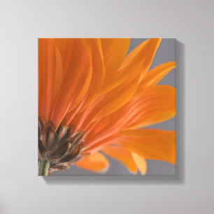 Orange Daisy on Grey Canvas Print