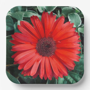 Orange daisy paper plates 