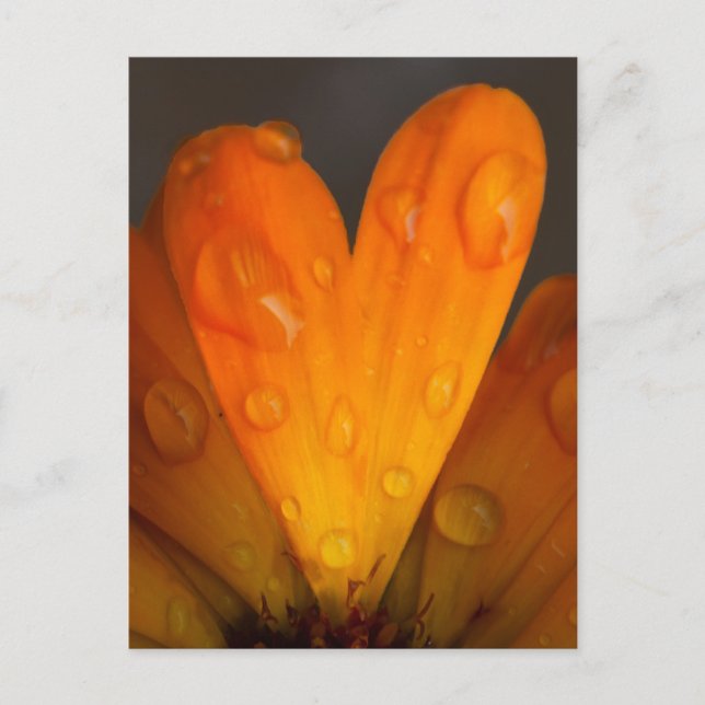 Orange Daisy Petal Heart with Water Droplets Photo Postcard (Front)
